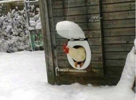 Это картинка